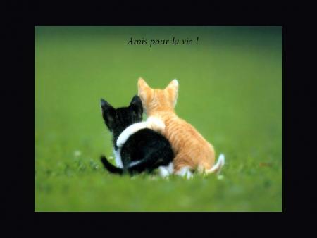 Amitié